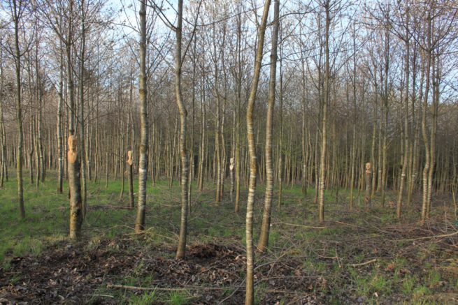 Mutual_friends_Skulpturen_im_Wald_Waldinstallation